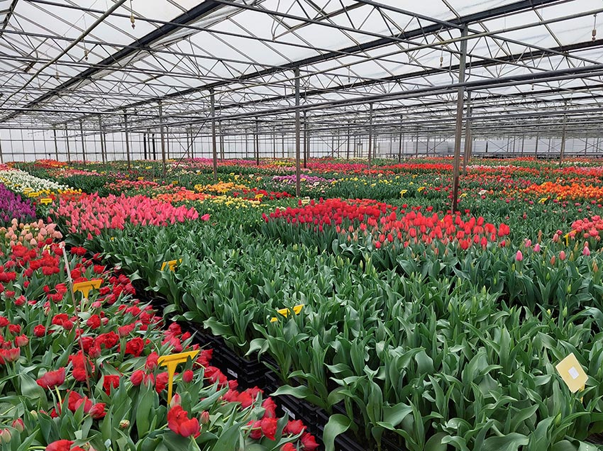 20230320_dirkshorn_tulp02_web 20230320_dirkshorn_tulp02_web