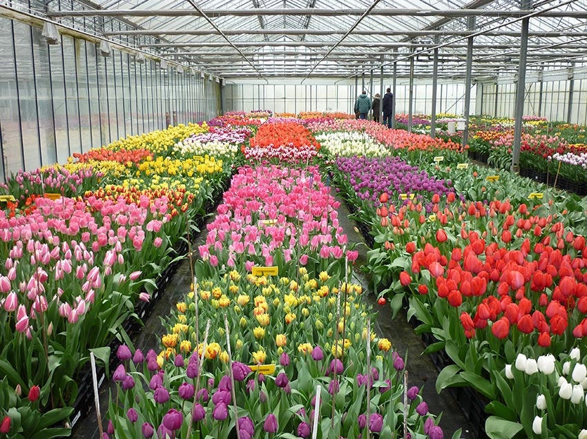 20230322_lisse_tulp01_web 20230322_lisse_tulp01_web