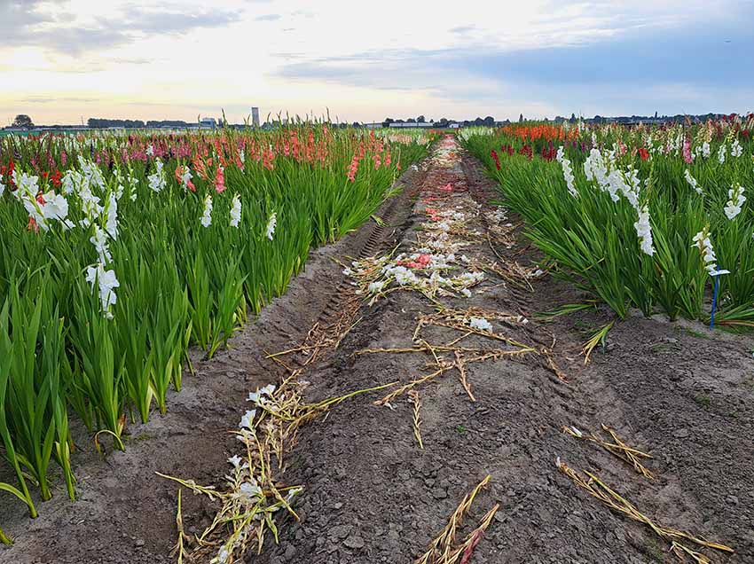 20250812_lisse_gladiool02