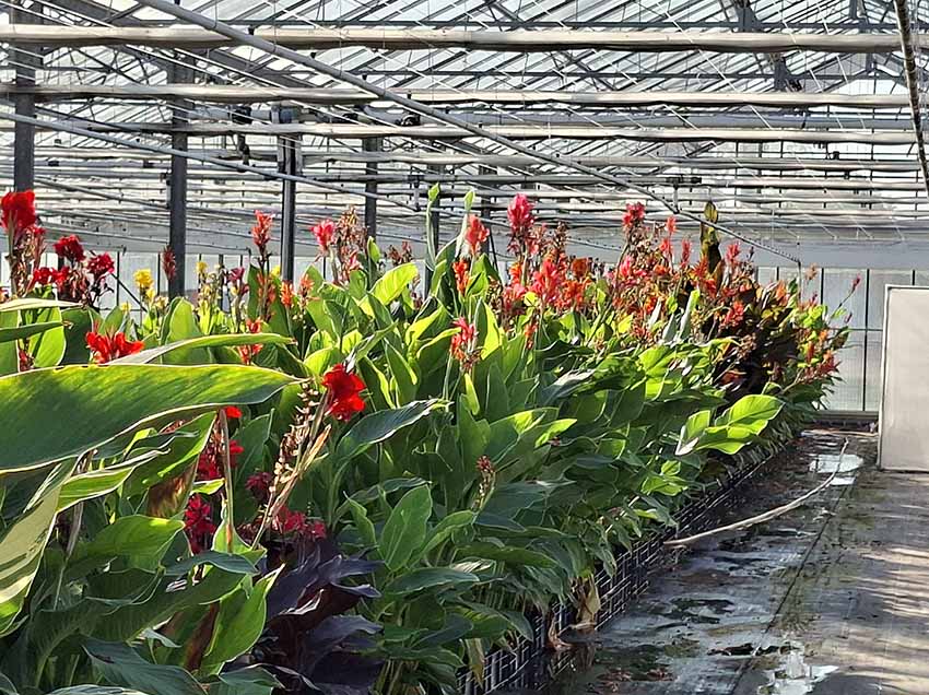 20260817_canna_lisse-1