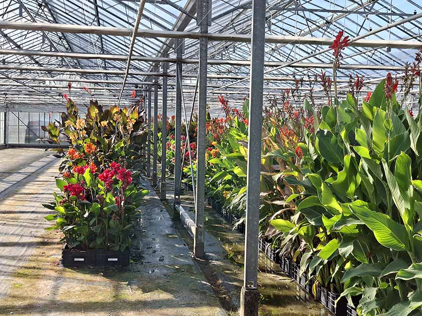 20260817_canna_lisse-2